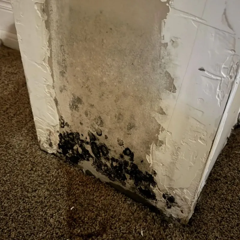 Professional Mold Removal in Chesterfield Court House, VA